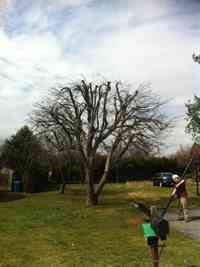 Apple tree after pruning to promote fruit production.